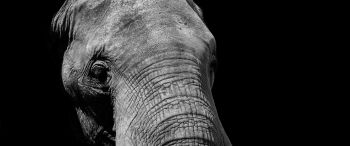 elephant, black and white, tusks Wallpaper 3440x1440