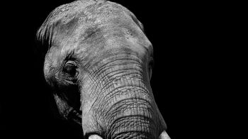elephant, black and white, tusks Wallpaper 1600x900