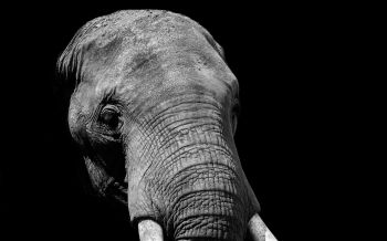 elephant, black and white, tusks Wallpaper 1920x1200