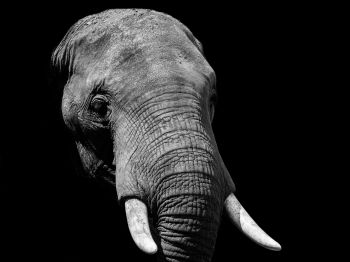 elephant, black and white, tusks Wallpaper 800x600