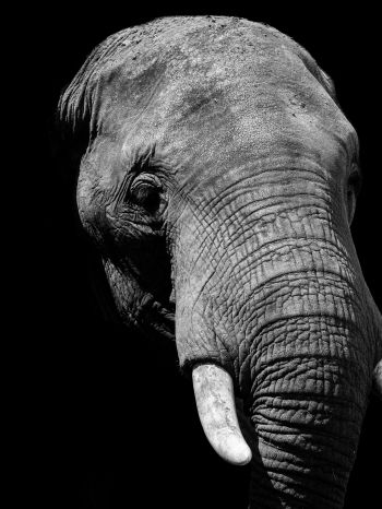 elephant, black and white, tusks Wallpaper 2048x2732
