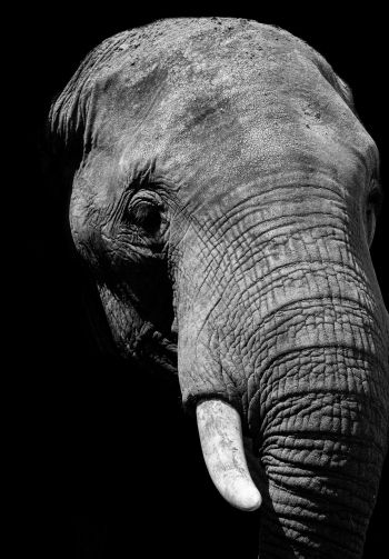 elephant, black and white, tusks Wallpaper 1640x2360