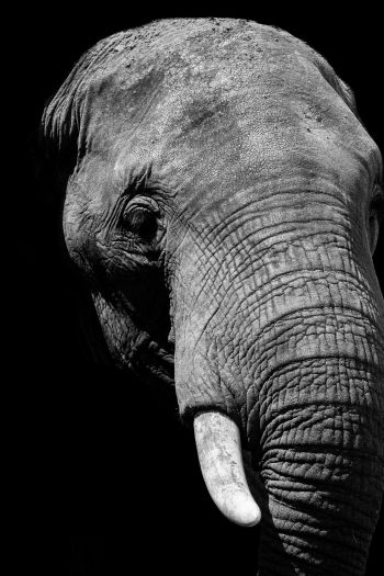 elephant, black and white, tusks Wallpaper 640x960