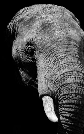 elephant, black and white, tusks Wallpaper 1752x2800