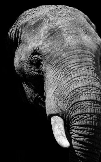 elephant, black and white, tusks Wallpaper 1200x1920