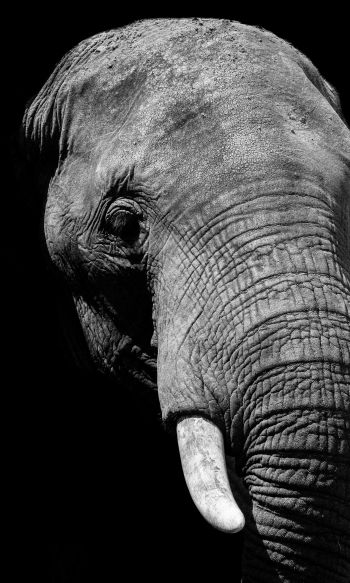 elephant, black and white, tusks Wallpaper 1200x2000