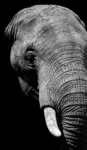 elephant, black and white, tusks Wallpaper 600x1024