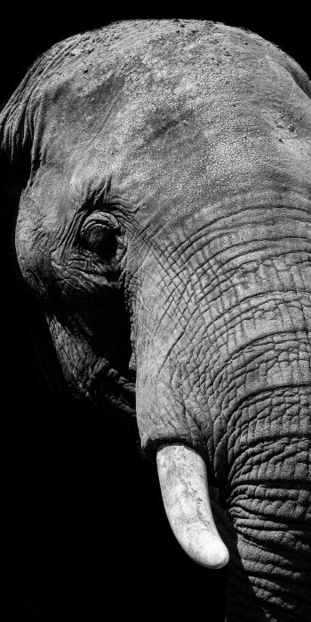 elephant, black and white, tusks Wallpaper 720x1440