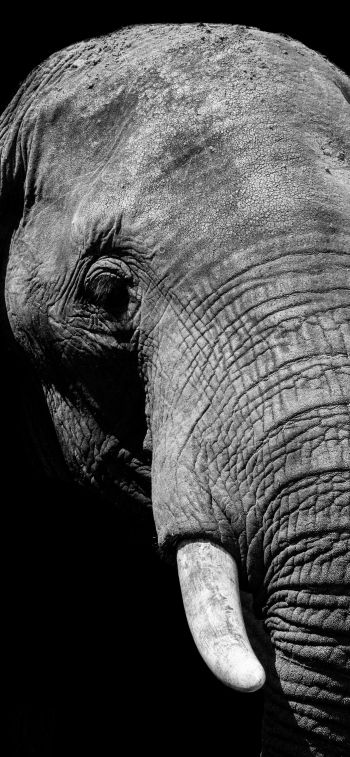 elephant, black and white, tusks Wallpaper 1170x2532