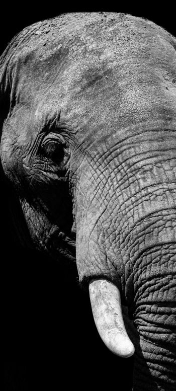 elephant, black and white, tusks Wallpaper 720x1600