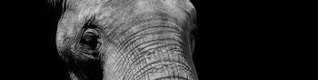 elephant, black and white, tusks Wallpaper 1590x400
