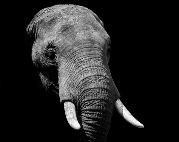 elephant, black and white, tusks Wallpaper 4854x3859