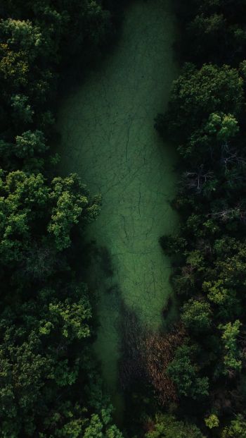bird's eye view, forest, green Wallpaper 640x1136