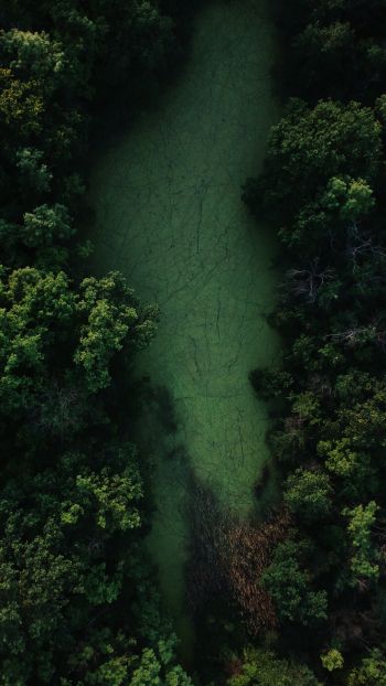 bird's eye view, forest, green Wallpaper 1440x2560