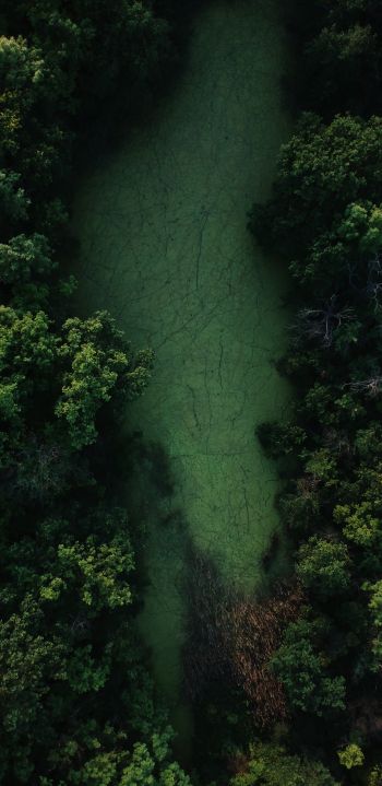 bird's eye view, forest, green Wallpaper 1080x2220