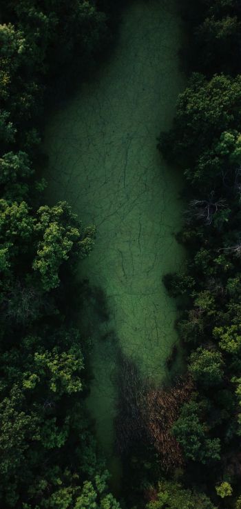 bird's eye view, forest, green Wallpaper 1080x2280