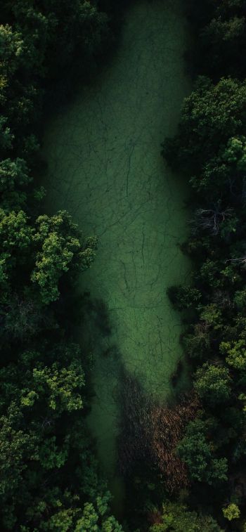 bird's eye view, forest, green Wallpaper 1284x2778