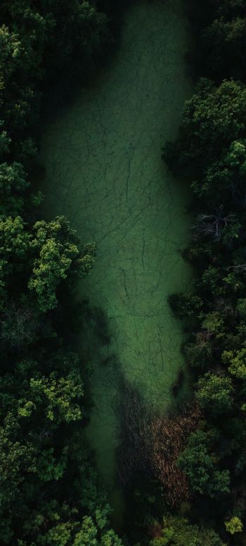 bird's eye view, forest, green Wallpaper 1440x3200