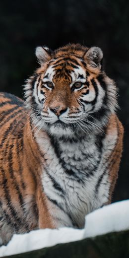 Обои 720x1440 тигр, хищник, дикая природа