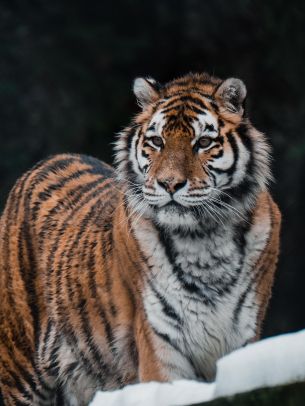 Обои 1536x2048 тигр, хищник, дикая природа
