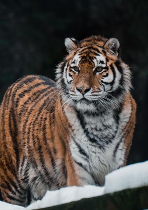 Обои 3616x5120 тигр, хищник, дикая природа
