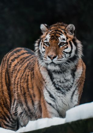Обои 1668x2388 тигр, хищник, дикая природа