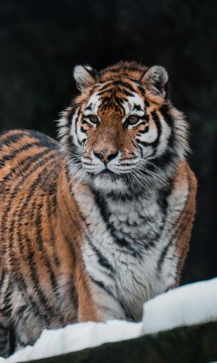 tiger, predator, wild nature Wallpaper 1200x2000