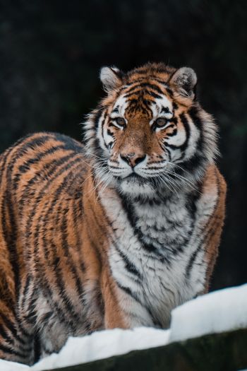 Обои 640x960 тигр, хищник, дикая природа