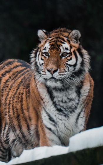 tiger, predator, wild nature Wallpaper 800x1280