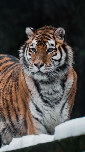 Обои 640x1136 тигр, хищник, дикая природа