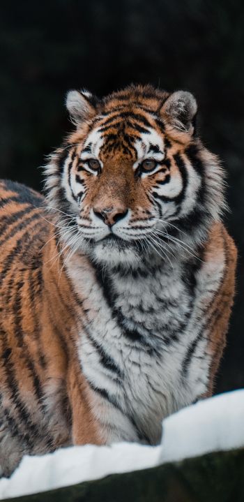 tiger, predator, wild nature Wallpaper 1440x2960