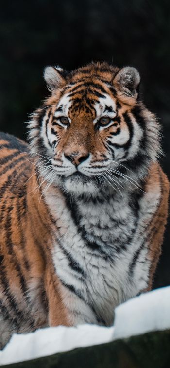 Обои 1284x2778 тигр, хищник, дикая природа