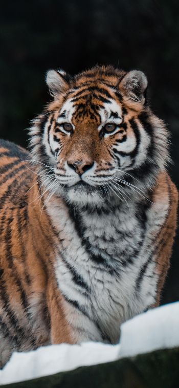 tiger, predator, wild nature Wallpaper 1080x2340