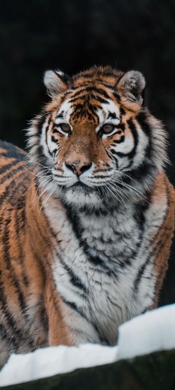 Обои 720x1600 тигр, хищник, дикая природа