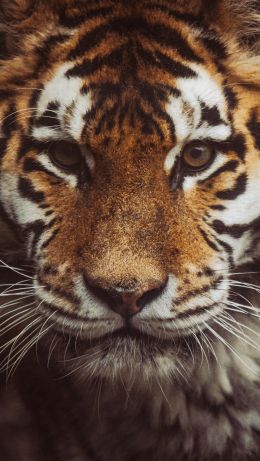 tiger, muzzle, look Wallpaper 640x1136