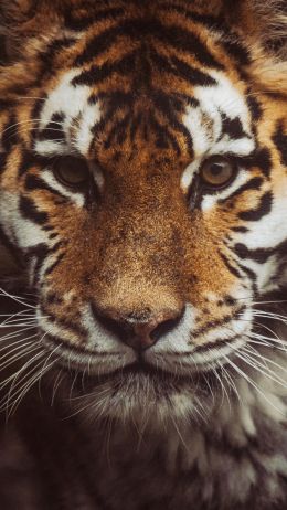 tiger, muzzle, look Wallpaper 1440x2560