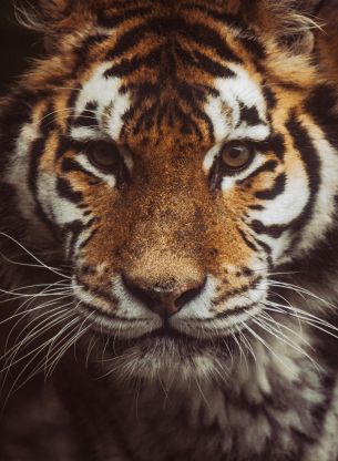 tiger, muzzle, look Wallpaper 3950x5398