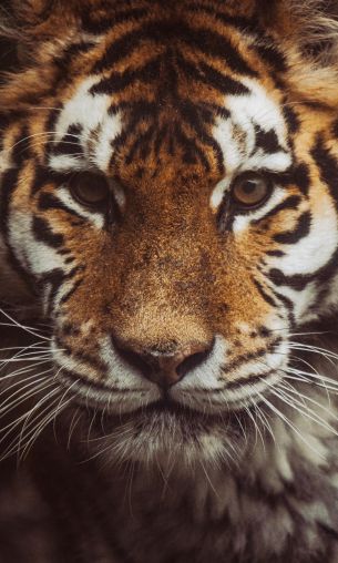 tiger, muzzle, look Wallpaper 1200x2000