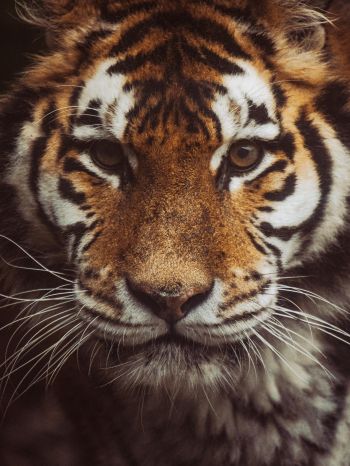 tiger, muzzle, look Wallpaper 1536x2048