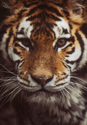 tiger, muzzle, look Wallpaper 1668x2388