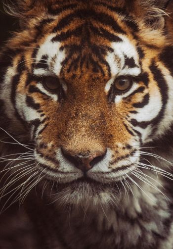 tiger, muzzle, look Wallpaper 1640x2360
