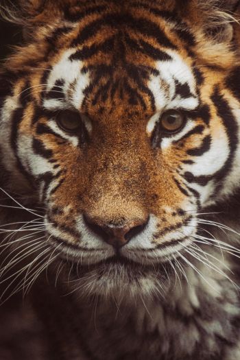 tiger, muzzle, look Wallpaper 640x960