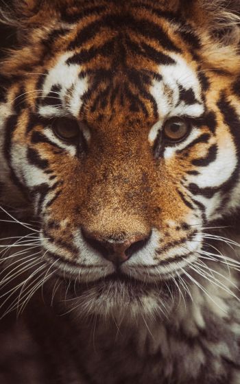 tiger, muzzle, look Wallpaper 800x1280