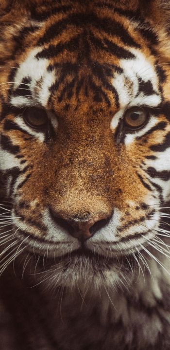 tiger, muzzle, look Wallpaper 1080x2220