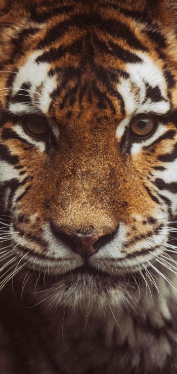 tiger, muzzle, look Wallpaper 1080x2280