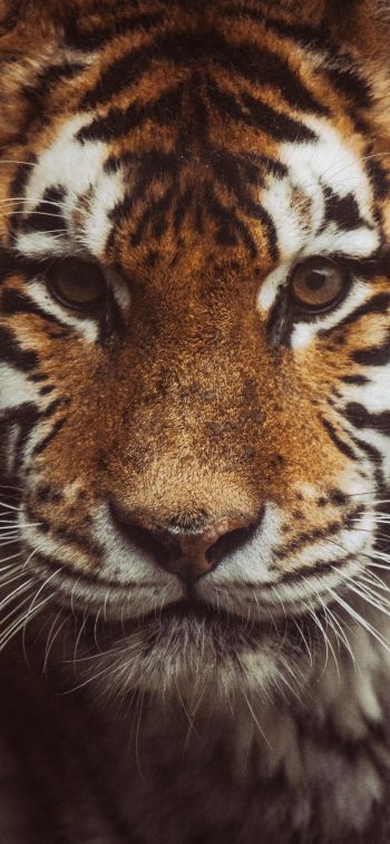 tiger, muzzle, look Wallpaper 828x1792