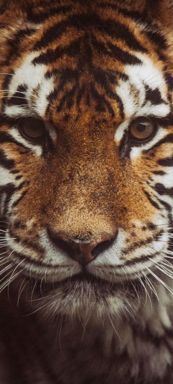 tiger, muzzle, look Wallpaper 1440x3200