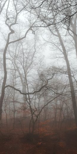 foggy forest, fog Wallpaper 720x1440