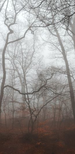 foggy forest, fog Wallpaper 1440x2960