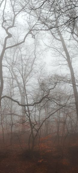 foggy forest, fog Wallpaper 1080x2400